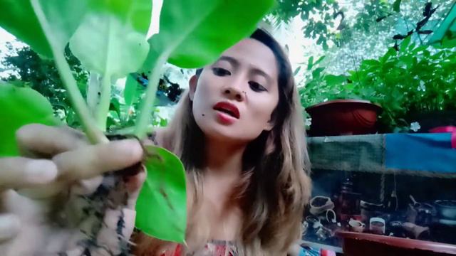 HOW TO PROPAGATE PHILODENDRON DWARF MOONLIGHT FOR BIGGINERS (THE CINNAMON IS OPTIONAL)IT'S UP TO YO