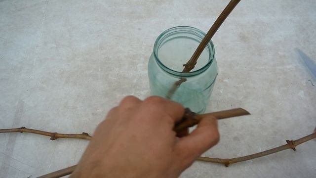 Простой способ укоренения черенков винограда / Секреты укоренения черенков винограда