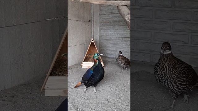 Гималайский монал смотреть онлайн