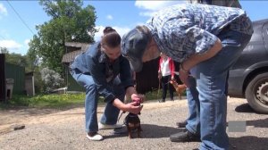 Тестирование собак для допуска в племенное разведение проводит Клуб собаководства «Элита»