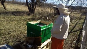 Пчеловодство с нуля/ПЕРВОЕ ЗНАКОМСТВО С ПЧЕЛАМИ