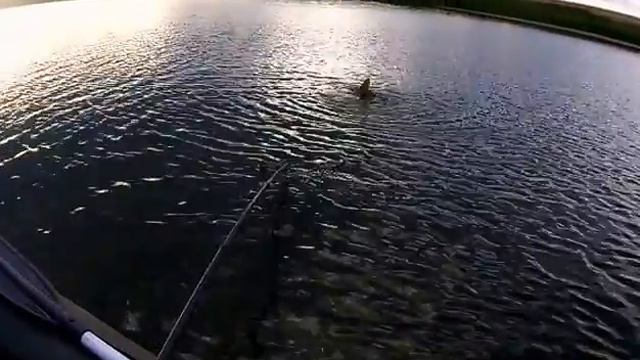 Карп забагрился хвостом смотреть онлайн