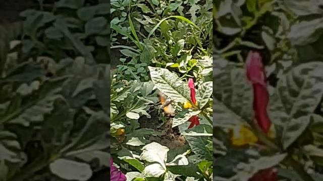 Бабочка колибри в Узбекистане