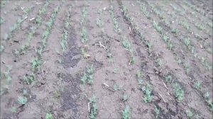 всходы посевов мотоблочной сеялкой СМ-6