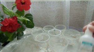 Обработка семян перца в хлоргексидине В чем замочить семена перца для ускорения всхожести