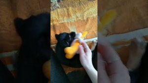 Как играть с щенком 3 месяца.