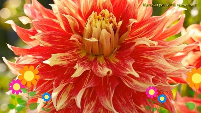 Георгина махровая Бодакиоус. Краткий обзор, описание характеристик dáhlia variabilis Bodacious смотреть онлайн