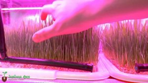 Система автополива подносов для выращивания пшеницы на гидропонной установке  Зелёная Фея