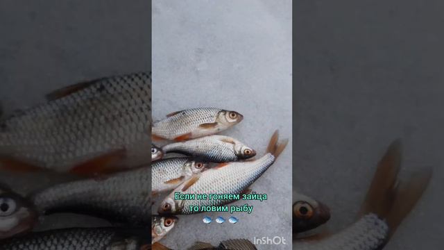 Если не гоняем зайца то ловим рыбу 🐟 🐟 🐟.