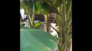 Цветение японского банана муса в Ростове-на-Дону 21 08 2019