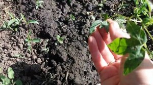 Пассифлора инкарнатная. Начало роста в открытом грунте