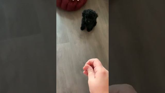 ВСЕ О ПУДЕЛЕ-2 месяца. УЖЕ ЗНАЕТ КОМАНДЫ/ДРЕССИРОВКА ЩЕНКА С ПЕРВЫХ ДНЕЙ С ЧЕГО НАЧАТЬ смотреть онлайн