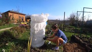 Укрываем банан на зиму. Краснодарский край.
