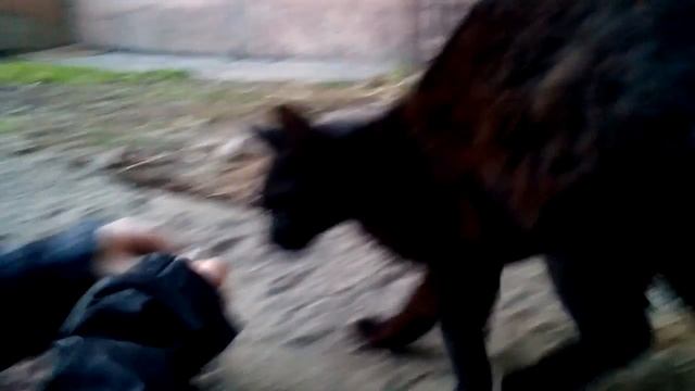 Кот курит!!! (Почти) смотреть онлайн