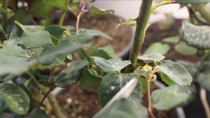 Не заказывайте в Роза-сад -100%пересорт. Роза Керио? Удаляю слепые побеги.