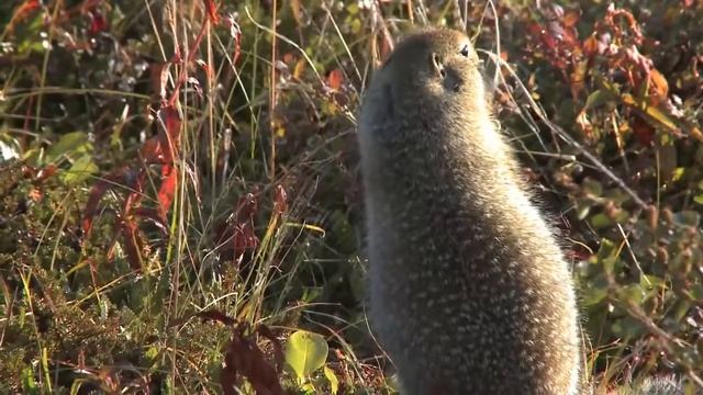 Евражки ЧукоткиHD 2019 смотреть онлайн