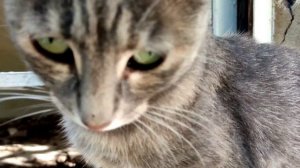 ? Татьяна Снежина - Позови кота с собой ?