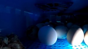 Камера в инкубаторе / Как вылупляются цыплята