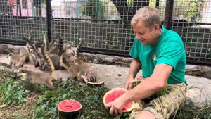Олег Зубков завтракает арбузом с носухами в новом вольере парка львов Тайган