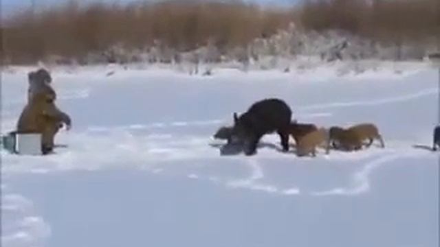 приколы на природе смотреть онлайн