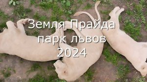 Земля Прайда парк львов 2024 2 часть