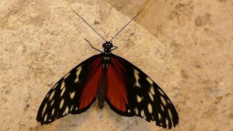 Геликония гекала (лат. Heliconius hecale)