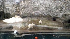 Белые медведи в Московском зоопарке