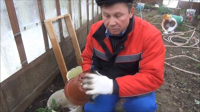 Свежая ЗЕЛЕНЬ всю зиму! Огород на подоконнике. Сажаем ПЕТРУШКУ и МЕЛИССУ смотреть онлайн