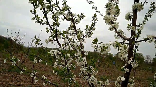 Цветение Стенли и Венгерки Италийской на формировке веретеном смотреть онлайн