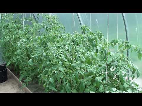 Выращиваю овощи в контейнерах !!! Идеи для тех у кого мало места для посадок !
