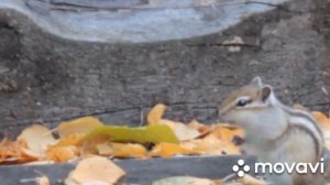 Осень, дача, бурундук готовит запасы на зиму...