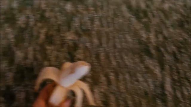 Моя собака фруктоед :-) смотреть онлайн