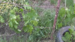 Важный Уход за Виноградом в Июне в Период Цветения Подвязка Винограда