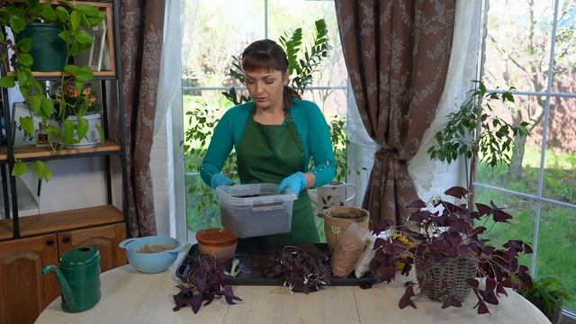 «Зеленее будет». Кислица