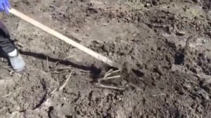 Садим картофель с горохом и бобами. Без вспашки 2020