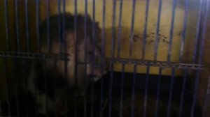 львы в клетке