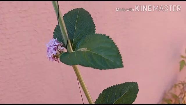 Primavera no meu Quintal-2020 смотреть онлайн