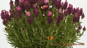 Лаванда обыкновенный Дип Роуз (lavandula deep rose) ? обзор: как сажать, семена лаванды Дип Роуз