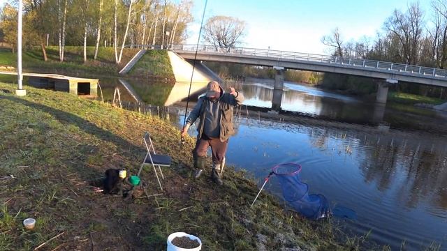 Ловля морской плотвы на поплавок в верховьях реки Салаца LV. Raudas makšķerēšana Salacas augštecē. смотреть онлайн
