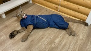 Как Месси не любит одевать одежду. Сезон грязи открыт