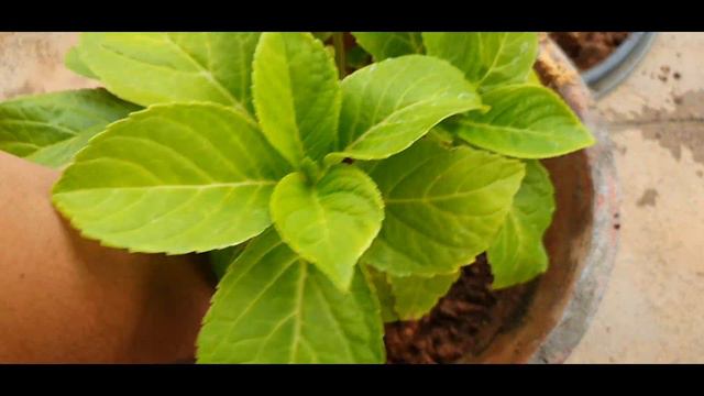 FRENCH HYDRANGEA 101 | GARDENING смотреть онлайн