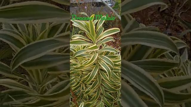 Dracena-Malaia/(Dracaena reflexa) [Leitura na Descrição]#dracaena