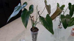 АНТУРИУМ. Укоренение антуриума. Три самых эффективных способа.