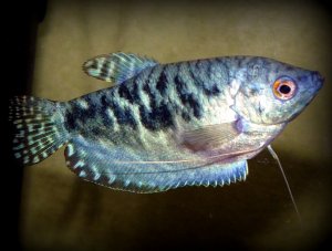 Гурами содержание, уход и размножение! Неприхотливая и популярная аквариумная рыбка Гурами.