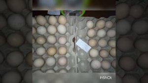 Инкубация - яйцо Загорской лососевой из Генофонда г. Сергиев Посад