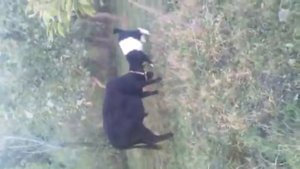 110 Козёл против быка