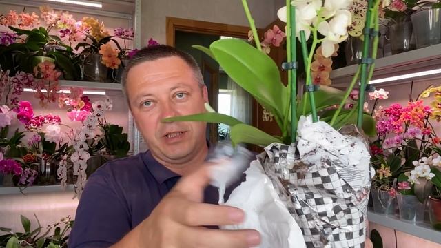 новая ОРХИДЕЯ распаковка посылки с ЦВЕТУЩЕЙ НЕЖНЯТИНОЙ Golden Dawn