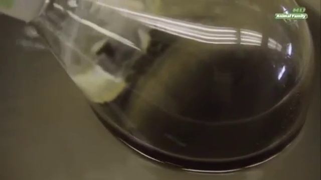 Моча верблюда спасает от РАКА!!! смотреть онлайн