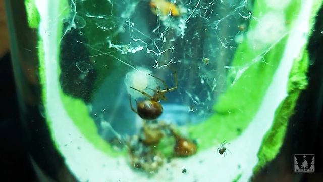 Паук стеатода. Ваш друг и сосед смотреть онлайн