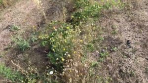 Плантация ежевики на 4 октября.